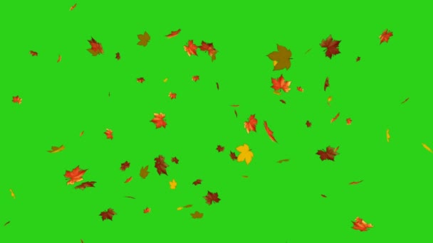 Podzimní Javorové Listy Padající Zelené Chromakey Pozadí Animace Zelené Obrazovky — Stock video