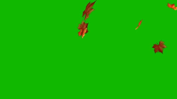 Осенние Кленовые Листья Падают Зеленый Хромакей Фоне Анимации Зеленый Экран — стоковое видео