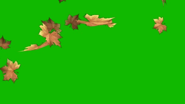 Осіннє Кленове Листя Падає Зелений Хроматичний Фон Анімації Зелений Екран — стокове відео