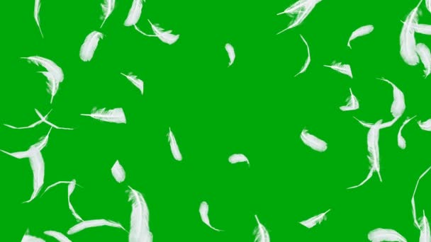 Feather Premium Quality Green Screen Abstract Technology Science Engineering Artificial — Stock Video
