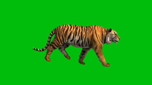 Tiger Premium Quality Zelená Obrazovka Abstraktní Technologie Věda Inženýrské Umělé — Stock video