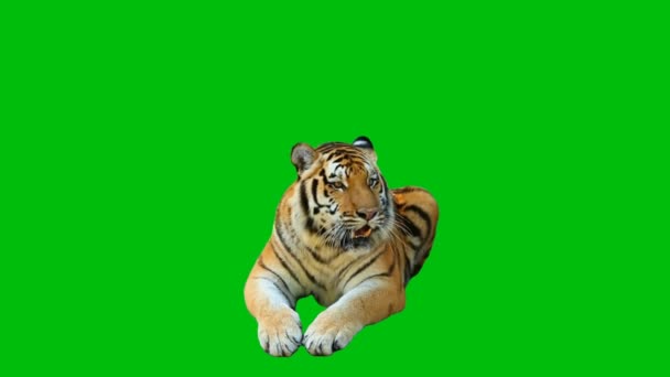 Tiger Premium Qualità Schermo Verde Tecnologia Astratta Scienza Ingegneria Intelligenza — Video Stock