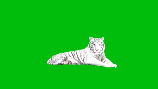 Tiger Premium Quality Зелений Екран Абстрактні Технології Наука Інженерний Штучний — стокове відео