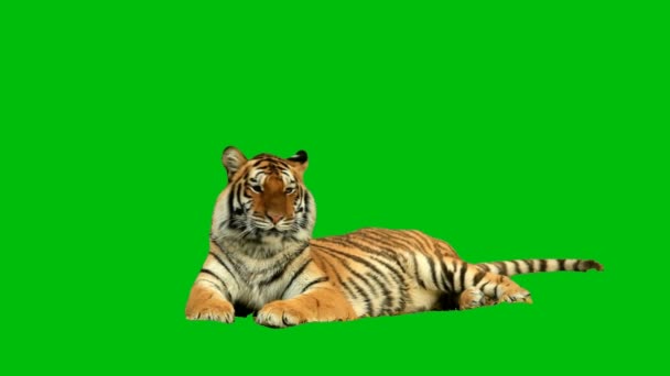 Pantalla Verde Calidad Premium Tiger Tecnología Abstracta Ciencia Ingeniería Inteligencia — Vídeo de stock