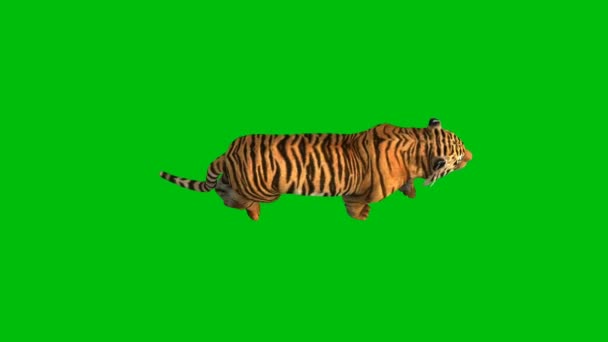 Tiger Premium Quality Green Screen Abstract Technology Science Engineering Artificial — Stock Video