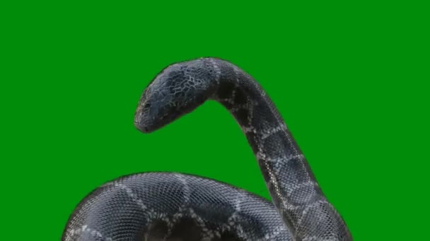 Snake Premium Quality Green Screen Effect Technologia Abstrakcyjna Nauka Inżynieria — Wideo stockowe