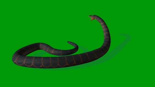 Snake Premium Quality Green Screen Effect Abstrakt Technology Science Engineering — Stock video