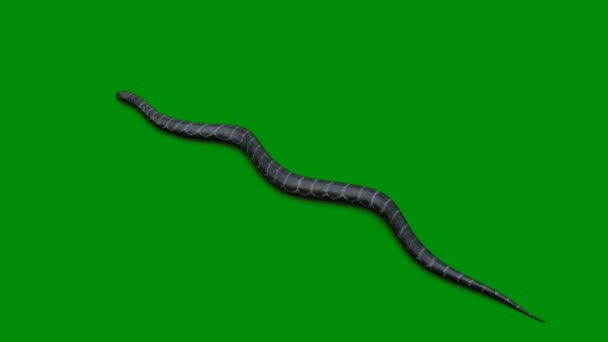 Snake Premium Quality Green Screen Effect Abstract Technology Science Engineering — Stock Video