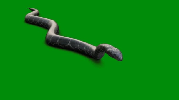 Snake Premium Kwaliteit Groen Scherm Effect Abstract Technologie Wetenschap Engineering — Stockvideo