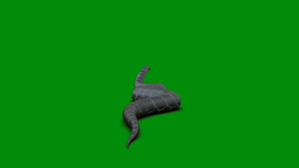 Snake Premium Calitate Ecran Verde Efect Tehnologie Abstractă Știință Inteligență — Videoclip de stoc