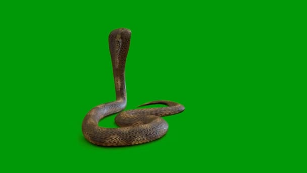 Snake Premium Quality Green Screen Effect Αφηρημένη Τεχνολογία Επιστήμη Μηχανική — Αρχείο Βίντεο