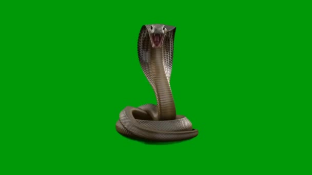 Snake Premium Efek Layar Hijau Kualitas Teknologi Abstrak Ilmu Pengetahuan — Stok Video