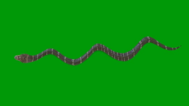 Snake Premium Qualität Green Screen Effekt Abstrakte Technologie Wissenschaft Technik — Stockvideo