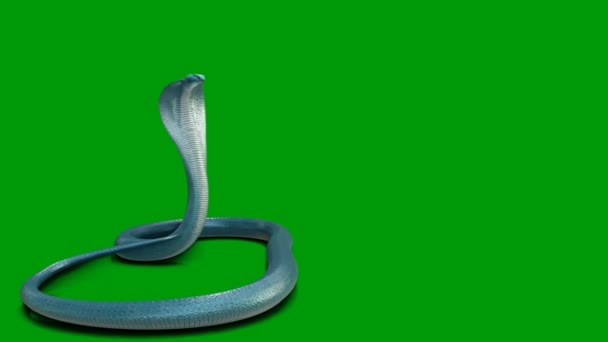 Snake Premium Qualität Green Screen Effekt Abstrakte Technologie Wissenschaft Technik — Stockvideo