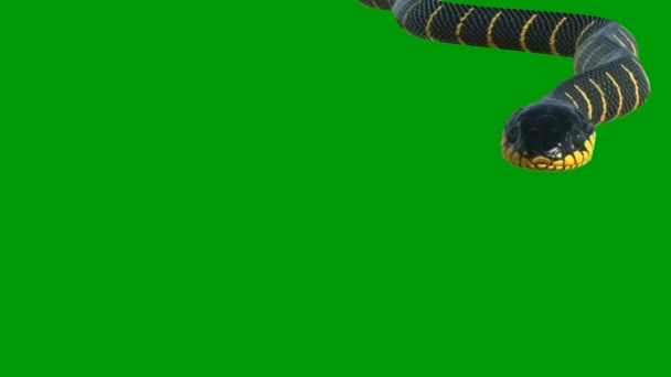 蛇形优质绿屏效果4K 抽象技术 工程人工智能 无缝圈4K视频 3D动画 超高清晰度 4K视频 — 图库视频影像