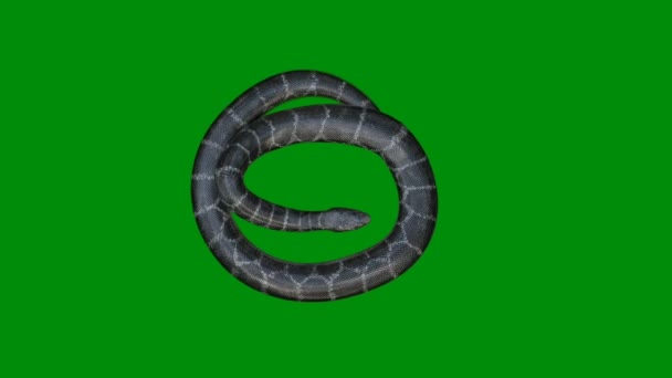 Snake Premium Quality Green Screen Effect Technologia Abstrakcyjna Nauka Inżynieria — Wideo stockowe