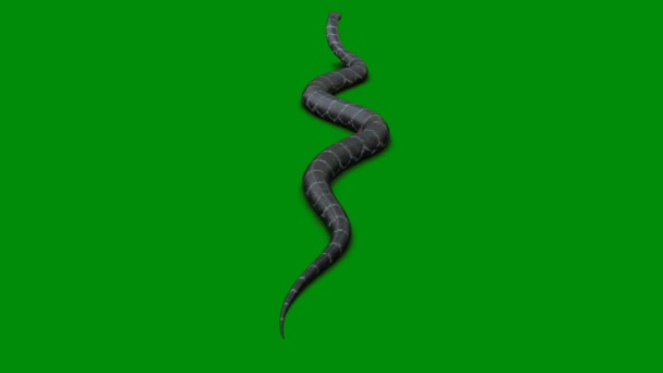 Snake Premium Qualität Green Screen Effekt Abstrakte Technologie Wissenschaft Technik — Stockvideo