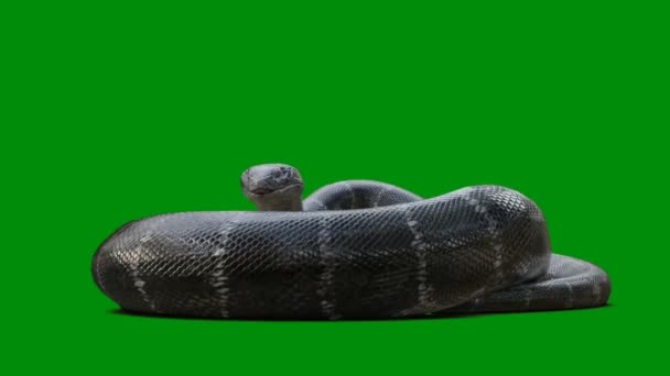 Snake Premium Kvalitet Grønn Skjerm Effekt Abstrakt Teknologi Vitenskap Ingeniørkunst – stockvideo