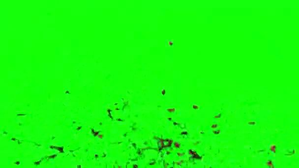 有機スプラッタードブラッドエレメント 簡単に編集可能な緑のスクリーンビデオ 任意のコンポジットソフトウェア ブラッドVfxビデオエレメント 犯罪シーン ハロウィンとホラー映画 — ストック動画