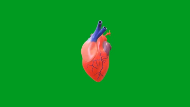 Heart Beating High Quality Green Screen Animation Video Easy Editable — Stock Video