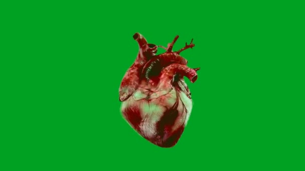 Heart Beating Высокое Качество Зеленого Экрана Анимации Видео Легкий Съедобный — стоковое видео