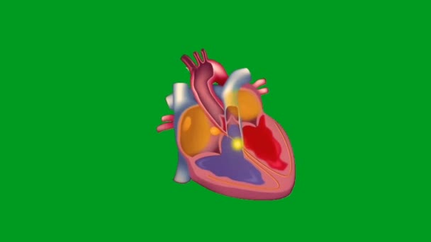 Coração Batendo Vídeo Animação Tela Verde Alta Qualidade Fácil Editável — Vídeo de Stock