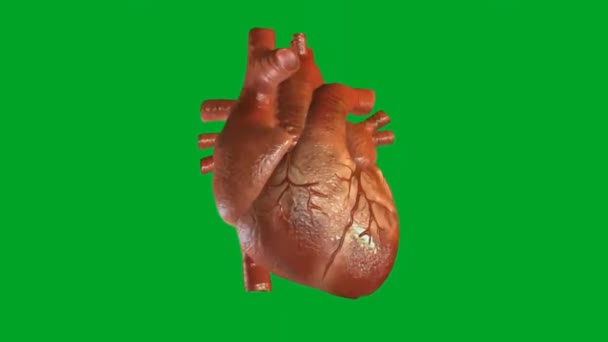 Heart Beating Hög Kvalitet Grön Skärm Animation Video Lätt Redigerbar — Stockvideo