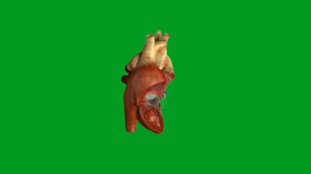 Heart Beating Vidéo Animation Écran Vert Haute Qualité Vidéo Écran — Video