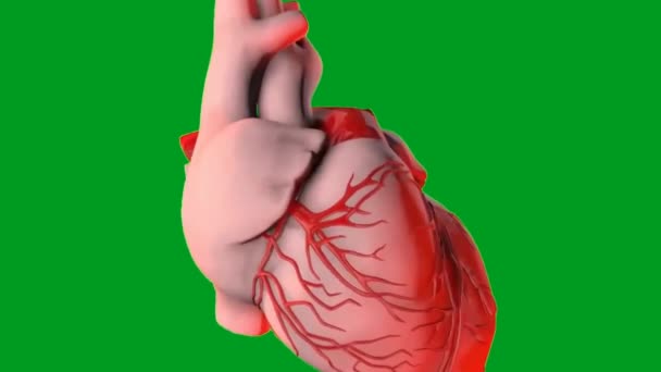 Kalp Atışı Yüksek Kaliteli Yeşil Ekran Animasyon Video Kolay Düzenlenebilir — Stok video