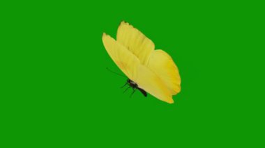 Kelebekler en tepedeki yeşil ekran 4k çözünürlük, kolay düzenlenebilir yeşil ekran video, yüksek kalite 3D illüstrasyon. Üst seçim yeşil ekran arkaplanı