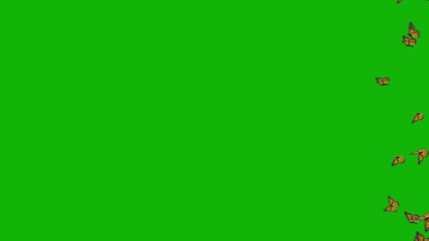 Mariposas Arriba Resolución Imágenes Pantalla Verde Vídeo Pantalla Verde Fácil — Vídeos de Stock