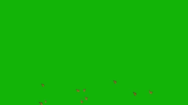 Метелики Верхньої Роздільної Здатності Зелений Екран Кадрів Просте Редагування Зеленого — стокове відео