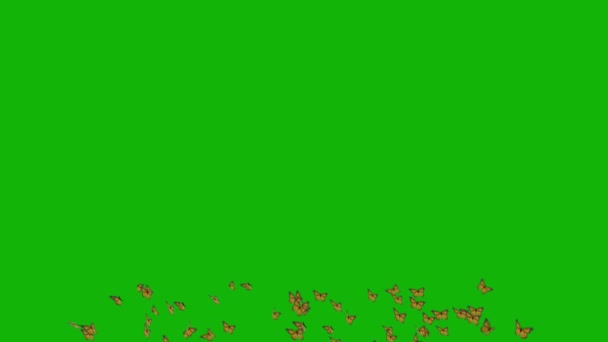Бабочки Верхнего Разрешения Зеленый Экран Кадры Легко Редактируемый Зеленый Экран — стоковое видео