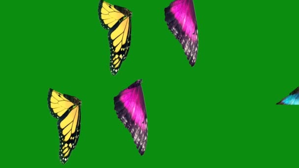 Butterflies Top Risoluzione Video Schermo Verde Facile Modificabile Video Schermo — Video Stock