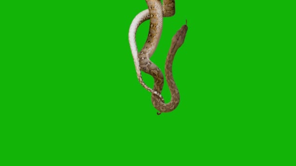 Snake Top Résolution Écran Vert Facile Modifiable Vidéo Écran Vert — Video