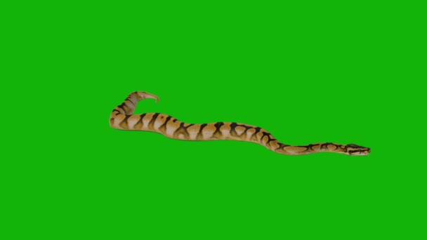 Snake Top Resolution Green Screen Easy Editable Green Screen Video — Stock Video