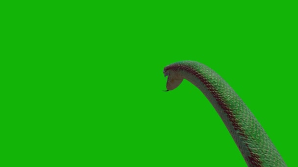 Snake Top Resolution Green Screen Easy Editable Green Screen Video — Stock Video