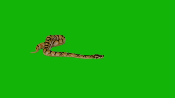Зеленый Экран Snake Разрешением Простое Съедобное Зеленое Видео Высококачественная Векторная — стоковое видео
