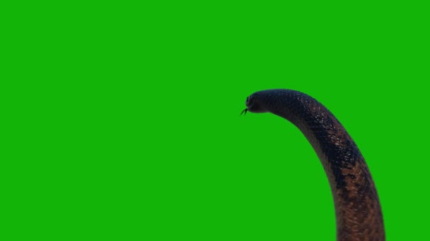 Snake Top Resolución Pantalla Verde Vídeo Pantalla Verde Fácil Editar — Vídeo de stock