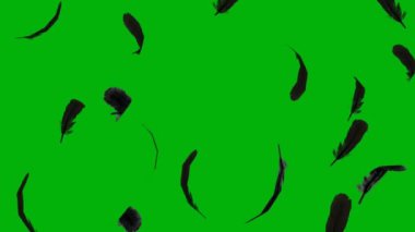 Realistic Feather on Green Screen, Top choice! High demand green screen video, 3D Animation, Ultra High Definition 4k video.