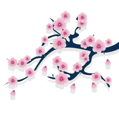 Vector illustration of a cherry branch with pink flowers isolated on a white background. Spring flower mood.