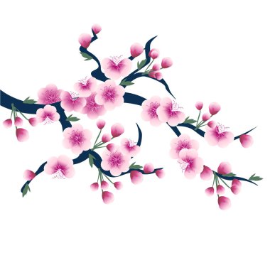 Vector illustration of a cherry branch with pink flowers isolated on a white background. Spring flower mood.