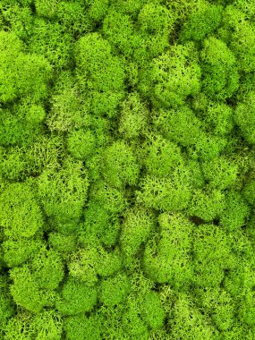 Close-up surface of the wall covered with green moss. Modern eco friendly decor made of colored stabilized moss. Natural background for design and text.