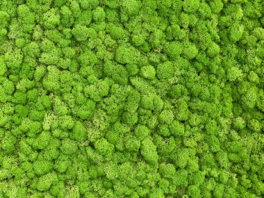 Close-up surface of the wall covered with green moss. Modern eco friendly decor made of colored stabilized moss. Natural background for design and text.