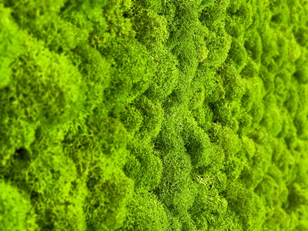 Close Surface Wall Covered Green Moss Modern Eco Friendly Decor — Fotografia de Stock
