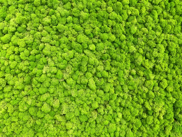 Close Surface Wall Covered Green Moss Modern Eco Friendly Decor — Zdjęcie stockowe