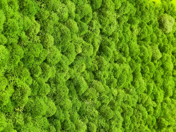 Close Surface Wall Covered Green Moss Modern Eco Friendly Decor Stockfoto