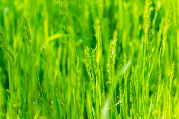 Macro Green Grass Arkaplan Dokusu — Stok fotoğraf