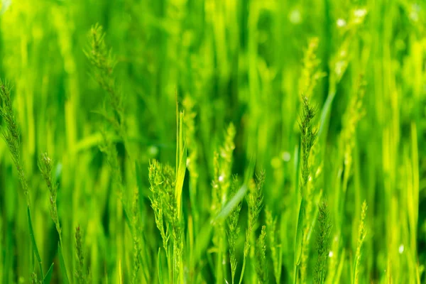 Achtergrond Textuur Van Macro Green Grass — Stockfoto