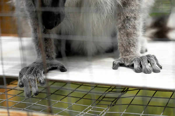 Close up macro shot of Hands of little lemur sitting behind the bars of the cage in the zoo